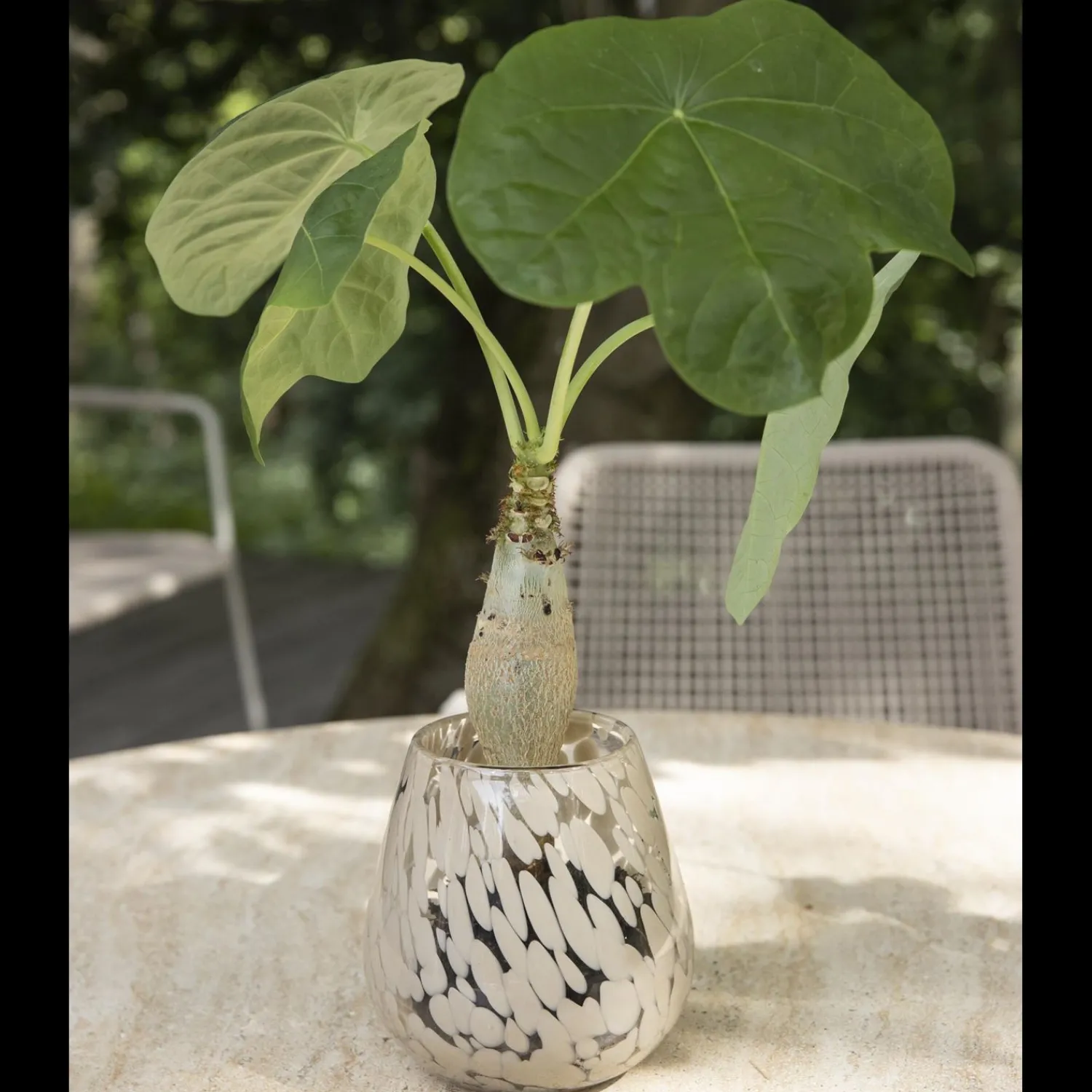 New ILVA Vidrun Vase 15 x 15 cm